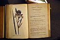 Museo Di Scienze Naturali - Le iris tra botanica e storia 11